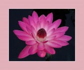 lilac framed image healthtips images